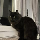 Foto del gato perdido en Lyon