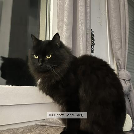 Foto 1/1 Lunar Chat perdido en Lyon