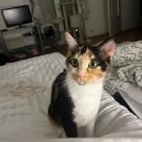 Foto del gato perdido en Arcachon