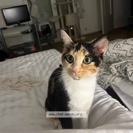 Foto 1/1 Vicky Chat perdido en Arcachon