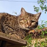 Foto del gato perdido en Thuir