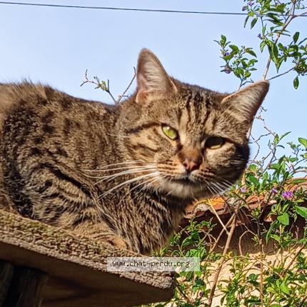 Foto 1/1 Gluglu Chat perdido en Thuir