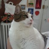 Foto del gato perdido en Montmorency