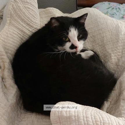 Foto 1/1 Gato encontrado Encontrado en Saint apollinaire