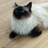 Foto del gato perdido en Saint Mars Du Desert