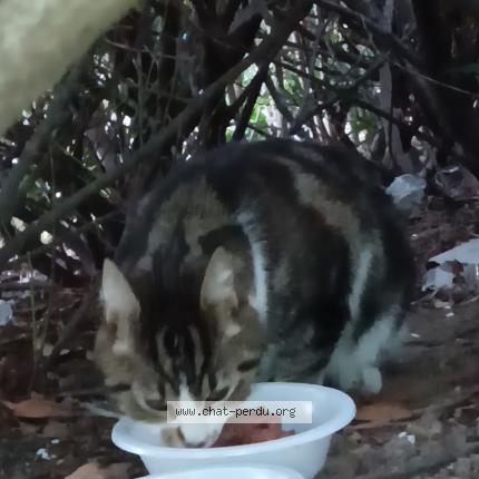 Foto 1/1 Gato encontrado Encontrado en Boulogne billancourt