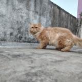 Foto del gato perdido en Kanchipuram