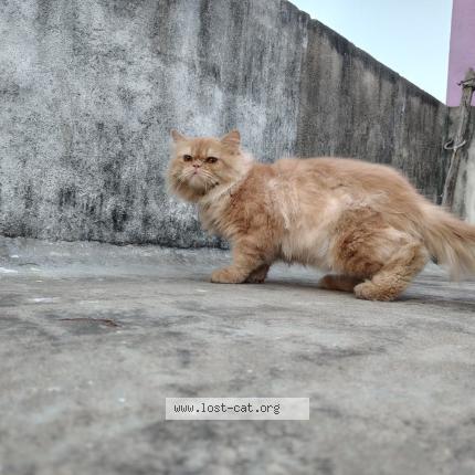 Foto 1/1 Leo Chat perdido en Kanchipuram