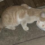 Foto de gato encontrado en Granville