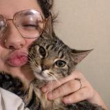 Foto del gato perdido en Clermont En Argonne