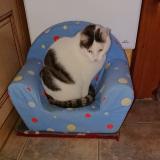 Foto del gato perdido en Mours