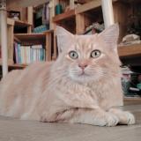 Foto del gato perdido en Cheille