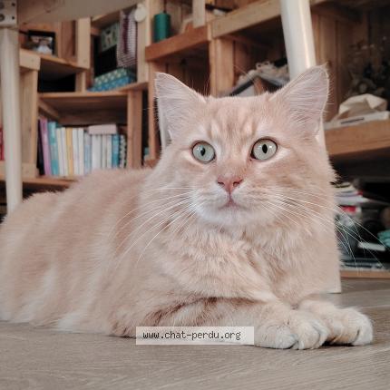 Foto 1/1 Leclercq axel Chat perdido en Cheille