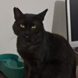 Foto del gato perdido en Merignac