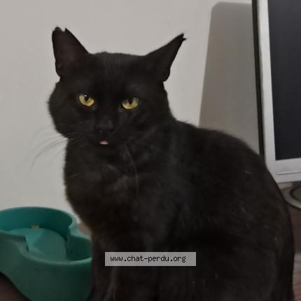 Foto 1/1 Coquin Chat perdido en Merignac