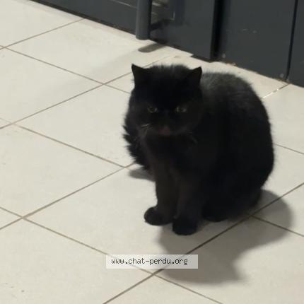 Foto 1/1 Gato encontrado Encontrado en Thumeries