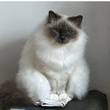 Foto del gato perdido en Plozevet