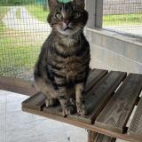 Foto del gato perdido en Poitiers