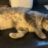 Foto del gato perdido en Lyon