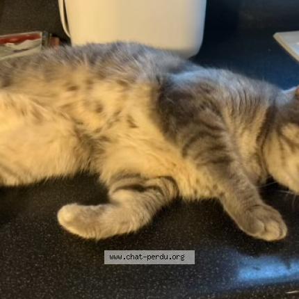 Foto 1/1 Chipi Chat perdido en Lyon