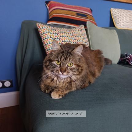 Foto 1/1 Simone Chat perdido en Dijon