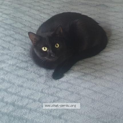 Foto 1/1 Menace Chat perdido en Bordeaux