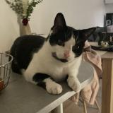 Foto del gato perdido en Lanta