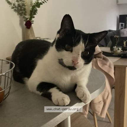 Foto 1/1 Pablo Chat perdido en Lanta