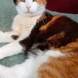 Foto del gato perdido en Sable D Or Les Pins