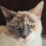 Foto del gato perdido en Guichen