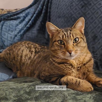 Foto 1/1 Taz Chat perdido en Arras