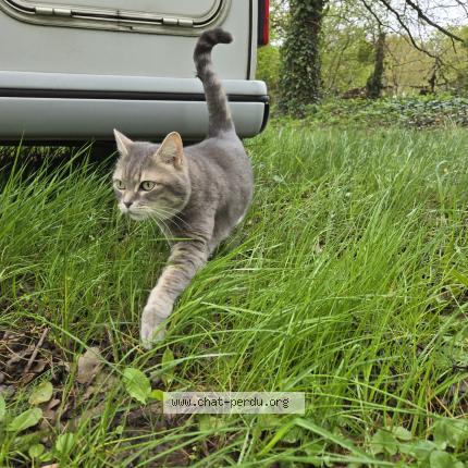 Foto 1/1 Tsookie Chat perdido en Juigne sur loire