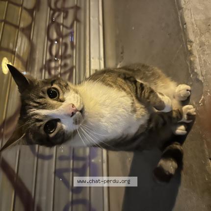 Foto 1/1 Gato encontrado Encontrado en Nantes