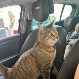 Foto del gato perdido en Ecrouves