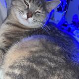 Foto del gato perdido en Epervans