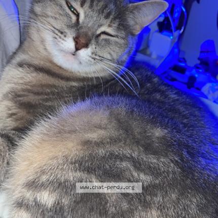 Foto 1/1 Desigual Chat perdido en Epervans