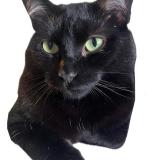 Foto del gato perdido en Gradignan