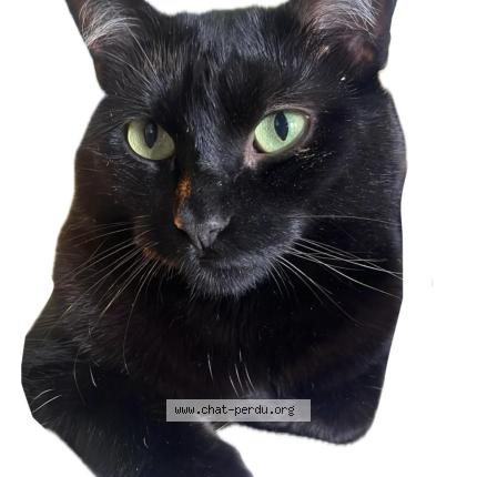 Foto 1/1 ORI Chat perdido en Gradignan