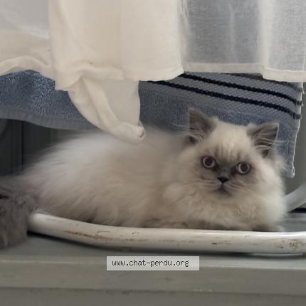 Foto 1/1 Allumette Chat perdido en Balleroy sur drome