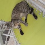 Foto del gato perdido en Le Dresney