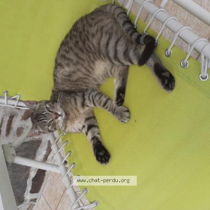 Foto 1/1 Minet Chat perdido en Le dresney