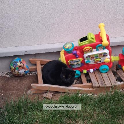 Foto 1/1 Gato encontrado Encontrado en Rosny sous bois