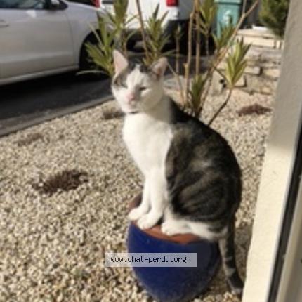 Foto 1/1 Elvis Chat perdido en Essey les nancy