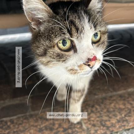 Foto 1/1 Gato encontrado Encontrado en Montauban