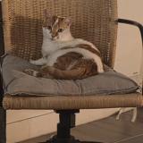 Foto del gato perdido en Alfortville