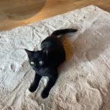 Foto del gato perdido en Balan