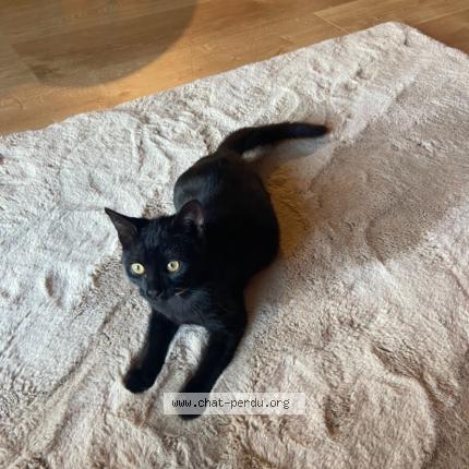 Foto 1/1 Luna Chat perdido en Balan