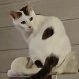 Foto del gato perdido en Issendolus