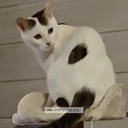 Foto 1/1 Ziggy Chat perdido en Issendolus