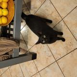 Foto del gato perdido en Ecommoy